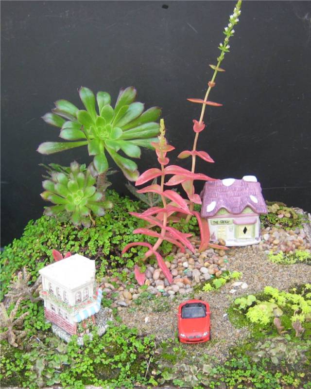 succulents miniature landscape 4