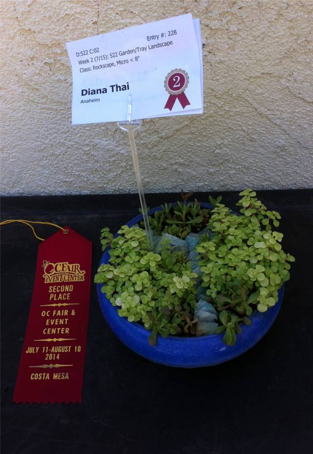 oc fair 3 second week first and second place and division winner
